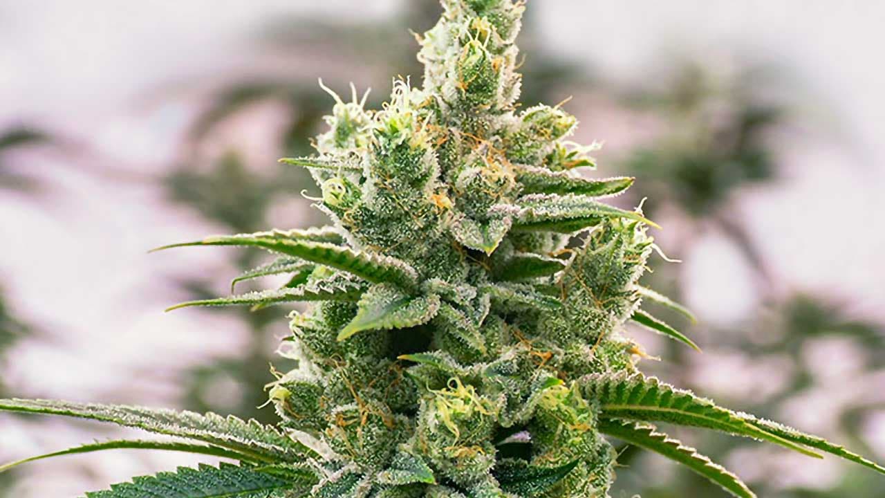 Cannapot: Europas ältester Shop für Premium-Weed-Samen