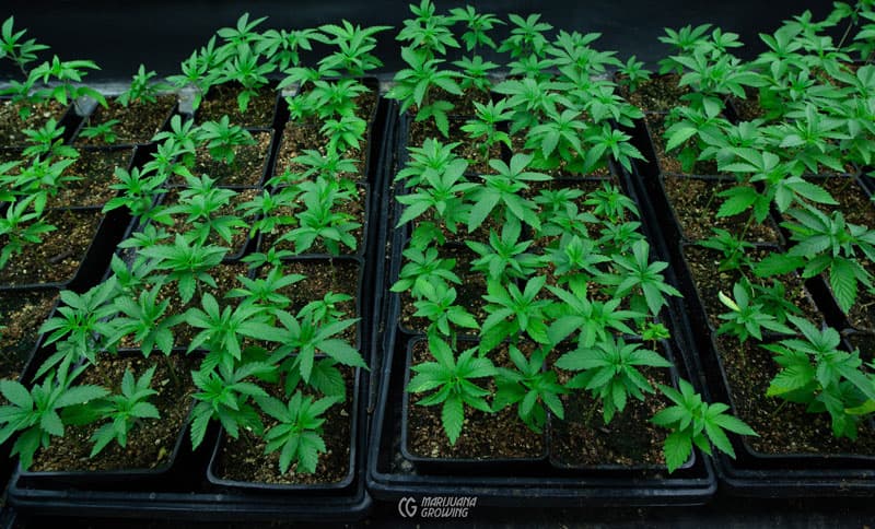 Die Wirkung von Cannabis Samen auf die Hautalterung
