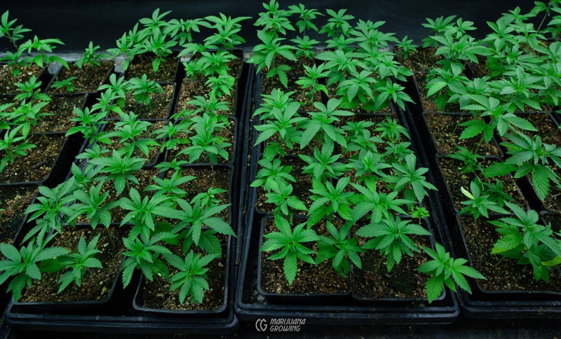 Die Wirkung von Cannabis Samen auf die Hautalterung