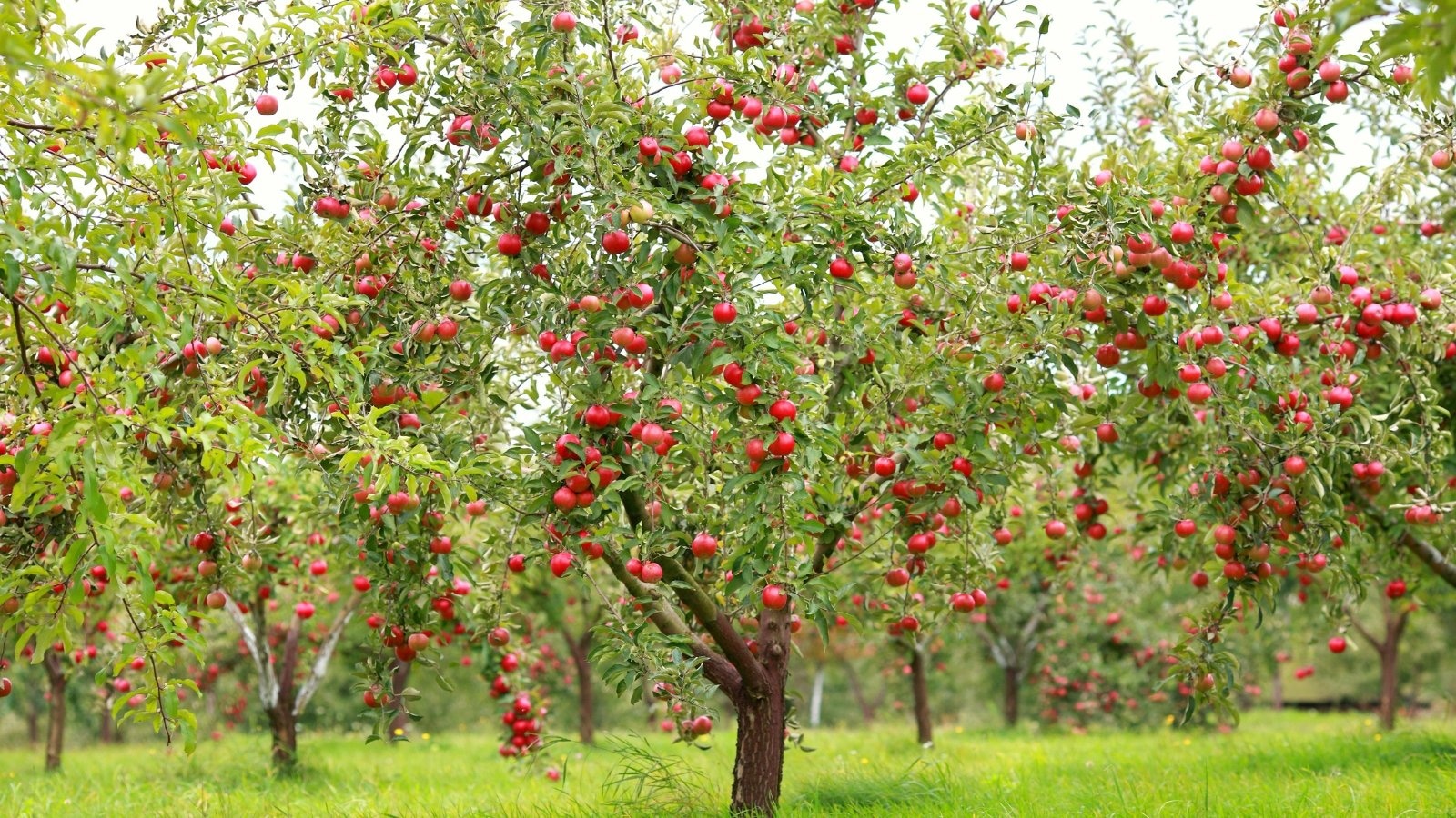 Obstbäume Hochstamm kaufen leicht gemacht: Tipps für den erfolgreichen Einkauf