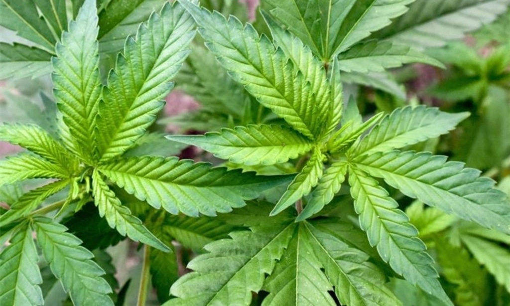 Organische Bodenmischungen für das Wachstum von Cannabis Samen herstellen