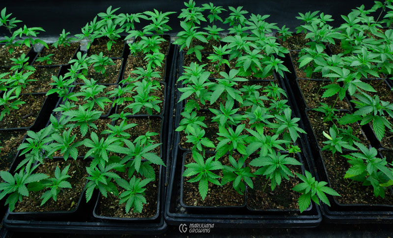 Die Wirkung von Cannabis Samen auf die Hautalterung