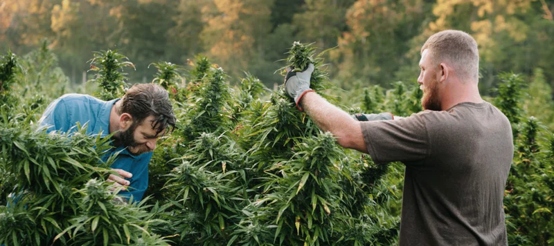 Die Vorteile von Gratis Cannabis Samen: Ein Überblick